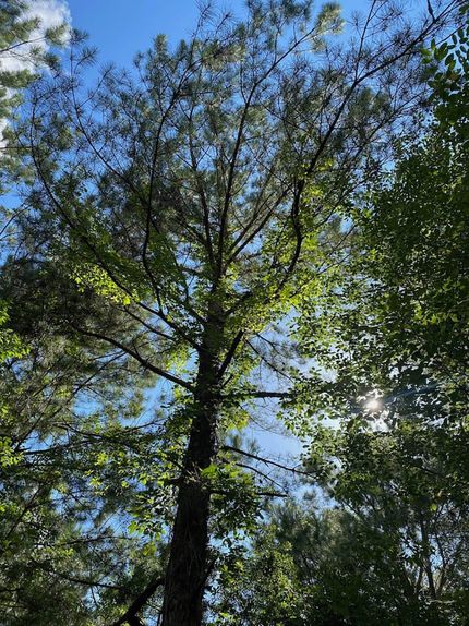 Property in Johnson County, Georgia