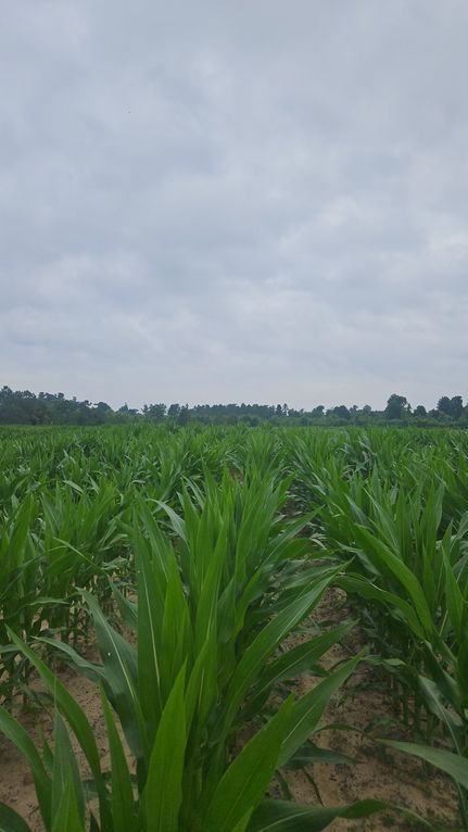 Property for sale in Dougherty County, Georgia