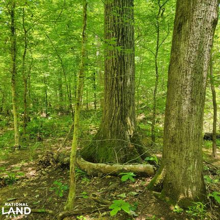 Hunting Land for sale in Talladega County, Alabama