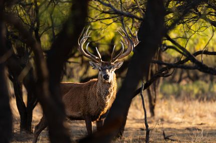 Ranch Property for sale in Coleman County, Texas