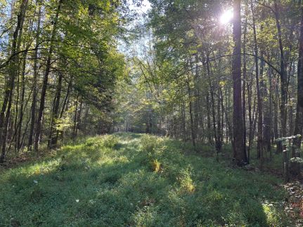 Timberland Property for sale in Webster County, Mississippi