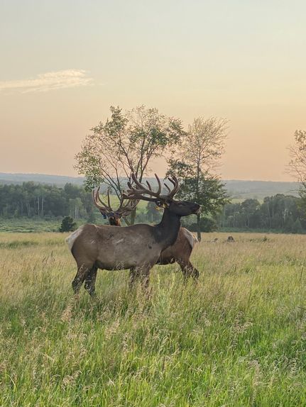 Property for sale in Todd County, Minnesota