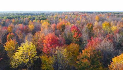 Hunting Land for sale in Price County, Wisconsin