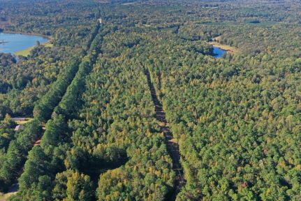 Timberland Property for sale in Carroll County, Mississippi