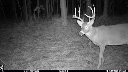 Property for sale in Lawrence County, Alabama