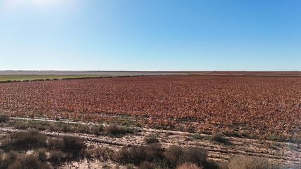 Undeveloped Land for sale in Cochran County, Texas