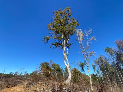 Hunting Land for sale in Perry County, Alabama