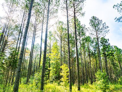 Recreational Property for sale in Prentiss County, Mississippi