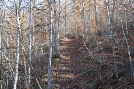 Hunting Land for sale in Johnson County, Kentucky