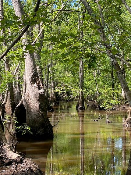 Hunting Land for sale in Emanuel County, Georgia