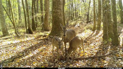 Recreational Property for sale in Macon County, Alabama