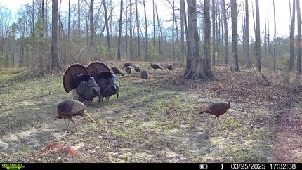 Timberland Property for sale in Hardeman County, Tennessee