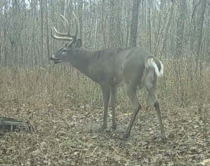 Property for sale in Johnson County, Illinois