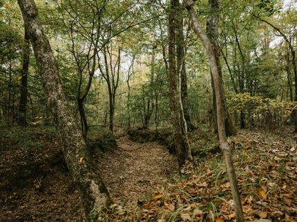 Property for sale in Calhoun County, Arkansas