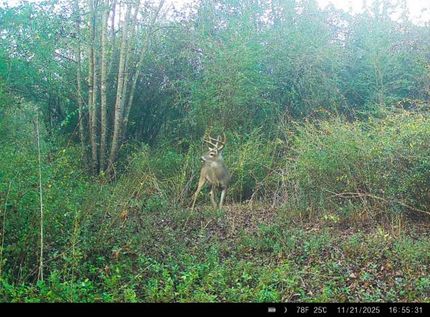 Property for sale in Cass County, Texas