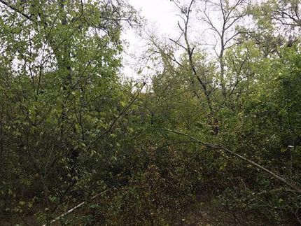 Property for sale in Limestone County, Texas