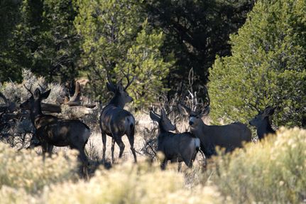 Property for sale in Rio Arriba County, New Mexico