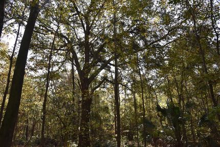 Hunting Land for sale in Alachua County, Florida