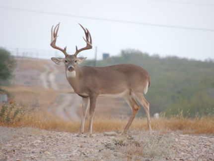 Property for sale in Webb County, Texas