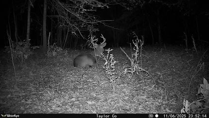 Timberland Property for sale in Taylor County, Georgia