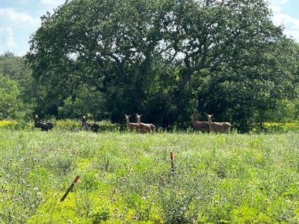 Horse Property for sale in Medina County, Texas