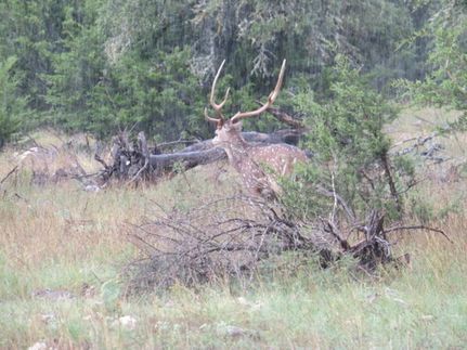 Undeveloped Land for sale in Kimble County, Texas