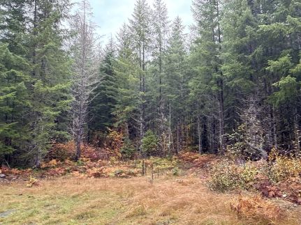 Property for sale in Lewis County, Washington