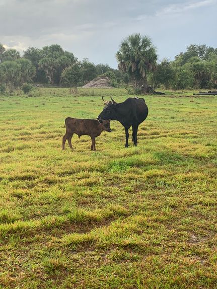 Property for sale in Glades County, Florida