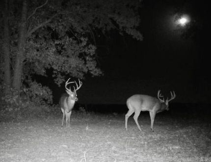 Property for sale in Greene County, Arkansas