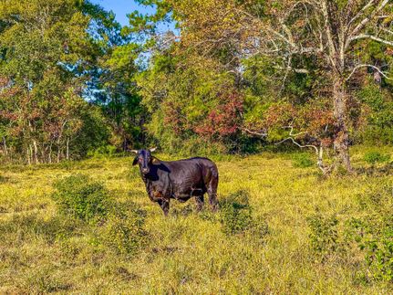 Farm Property for sale in Liberty County, Texas