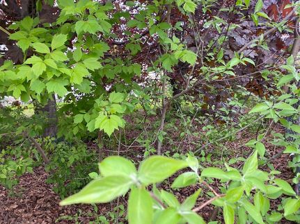 Undeveloped Land for sale in Coos County, New Hampshire