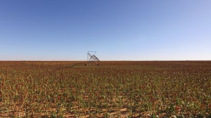 Property for sale in Lamb County, Texas