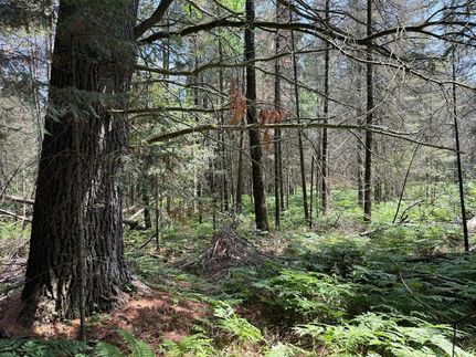 Undeveloped Land for sale in Oneida County, Wisconsin