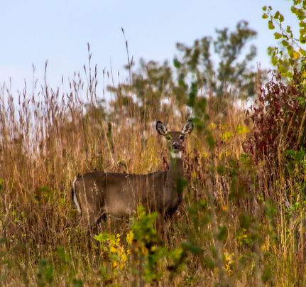 Property for sale in Saunders County, Nebraska