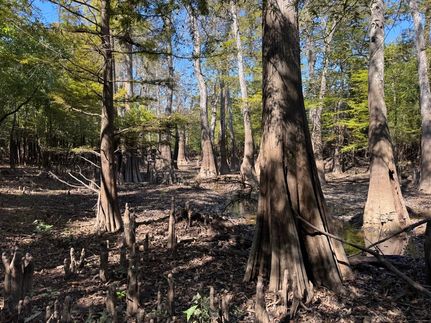 Property for sale in Beauregard Parish, Louisiana