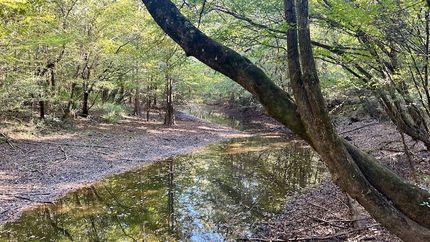 Timberland Property for sale in Covington County, Alabama