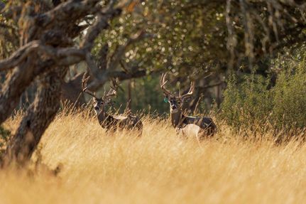 Property for sale in Real County, Texas