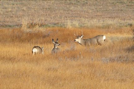 Property for sale in Moffat County, Colorado