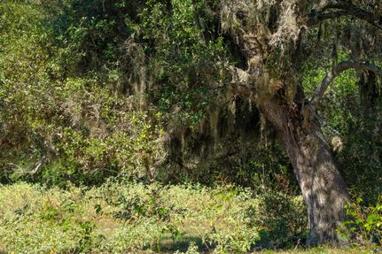 Hunting Land for sale in Lavaca County, Texas