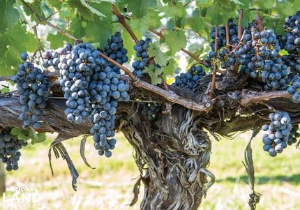 Property for sale in Rockingham County, Virginia