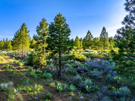 Property for sale in Modoc County, California