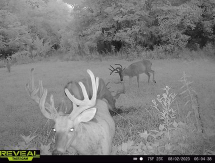 Property for sale in Wayne County, Illinois