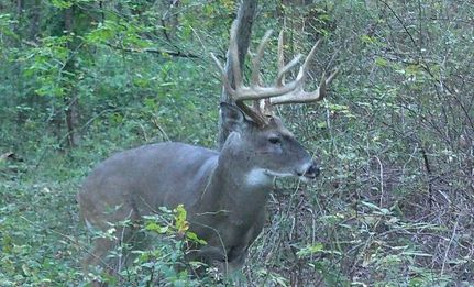 Hunting Land for sale in Franklin County, Illinois
