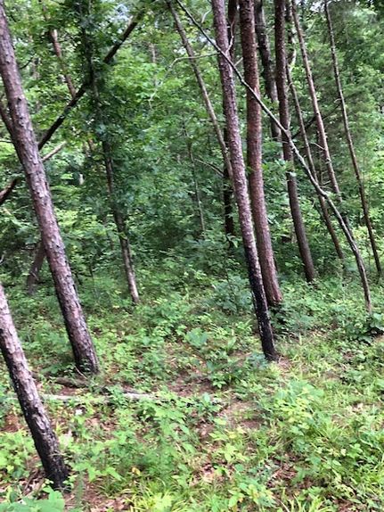 Property for sale in Lawrence County, Kentucky