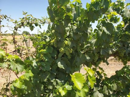 Undeveloped Land for sale in San Joaquin County, California