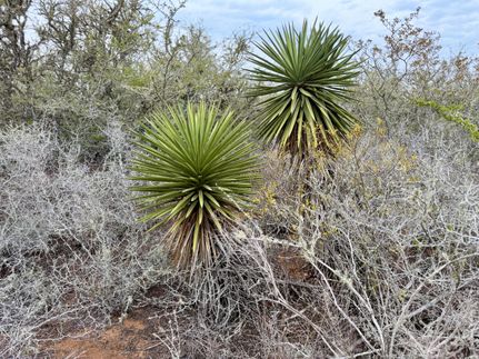 Property for sale in Duval County, Texas