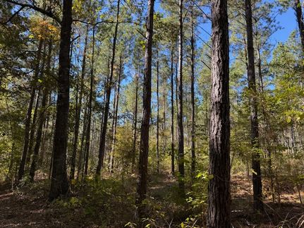 Hunting Land for sale in LaSalle Parish, Louisiana