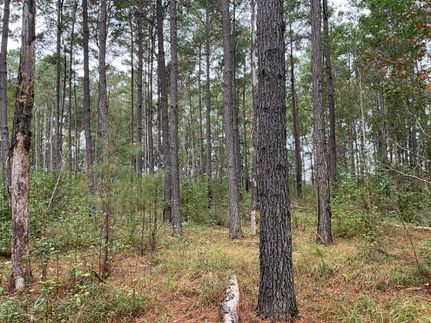 Hunting Land for sale in Marion County, South Carolina