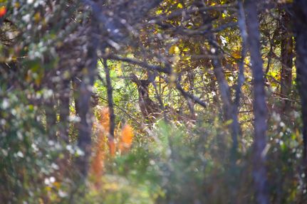 Property for sale in Hardeman County, Tennessee