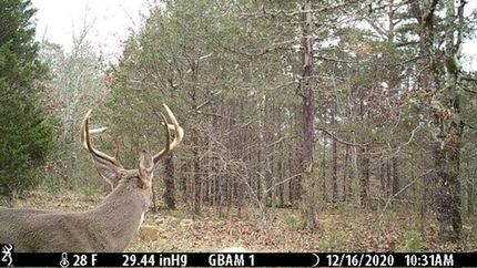 Property for sale in Stone County, Arkansas